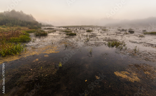 Fototapeta Naklejka Na Ścianę i Meble -  Mysterious morning time in swamp area