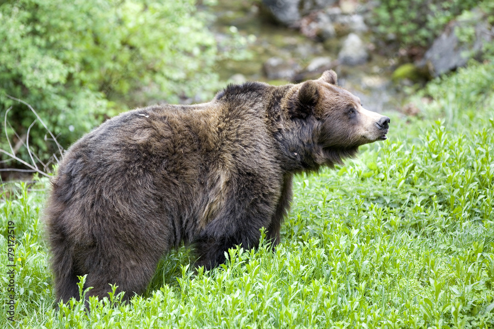 orso bruno