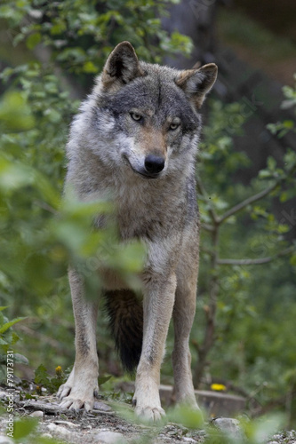 lupo nel bosco © giorgiape