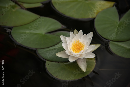 Lotus flower