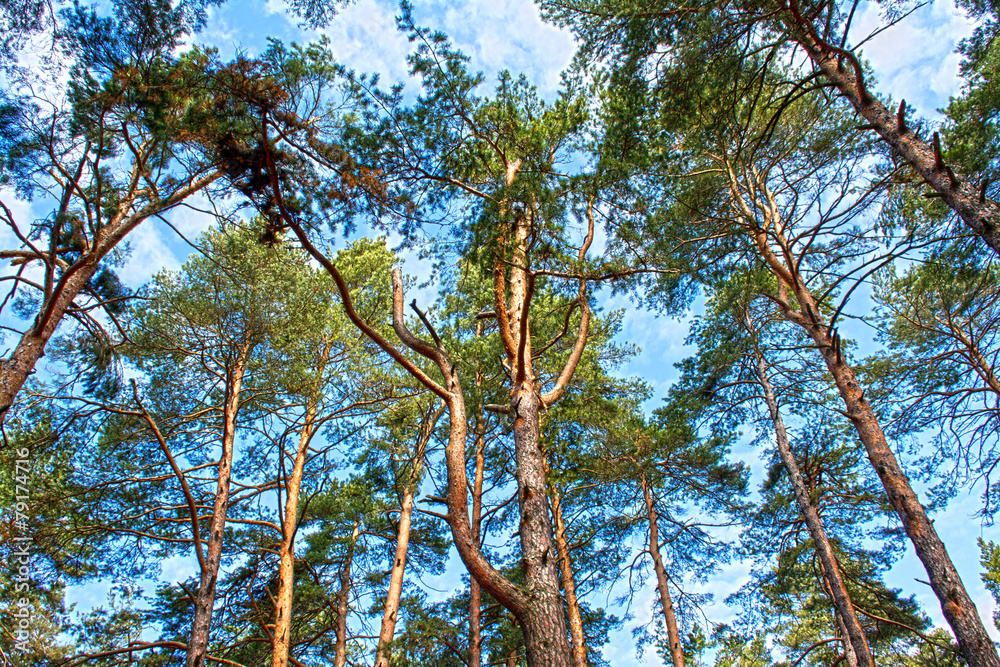 Fototapeta premium Scots pine tree canopy with blue sky