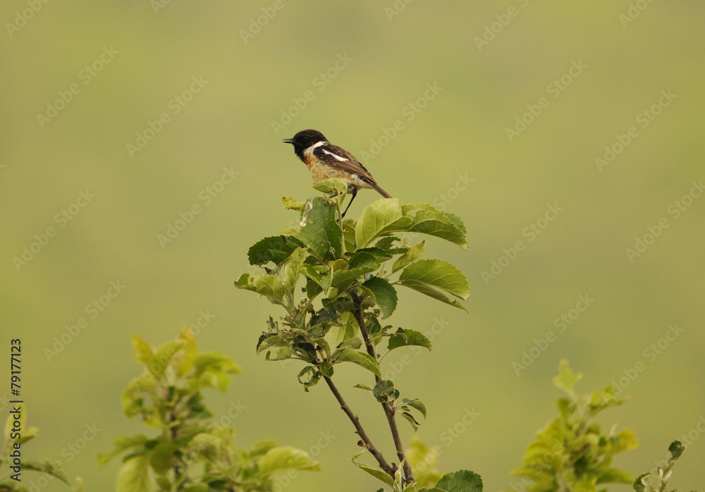 Obraz premium Schwarzkehlchen
