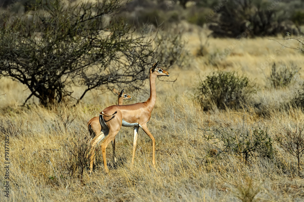Fototapeta premium Gazelle Gerenuk
