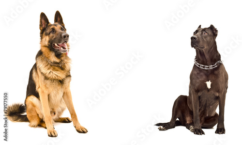 Fototapeta Naklejka Na Ścianę i Meble -  Two dogs sitting opposite each other