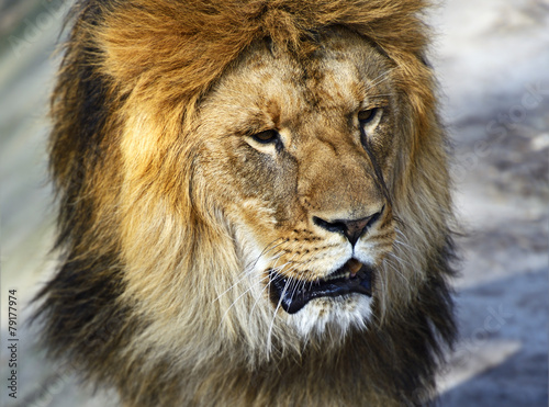 Fototapeta Naklejka Na Ścianę i Meble -  Lion in the African savannah Masai Mara