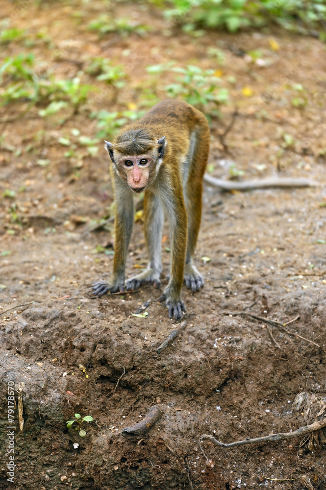 Macaca