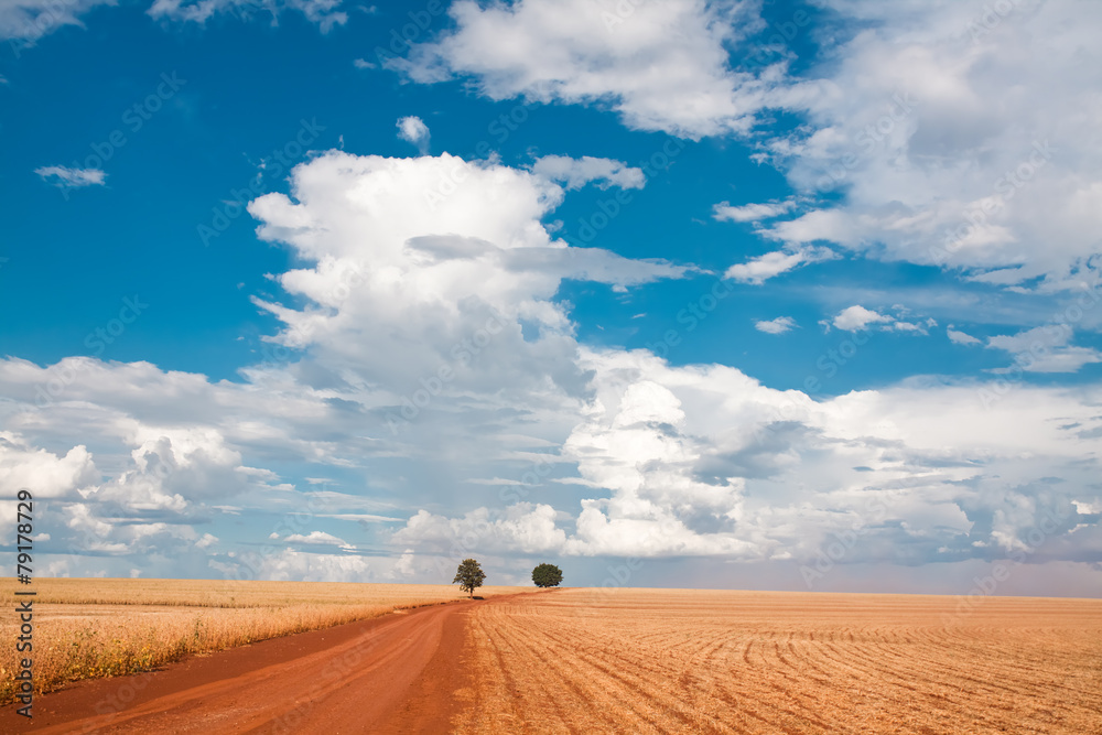 two tree on field under blue sky and clouds