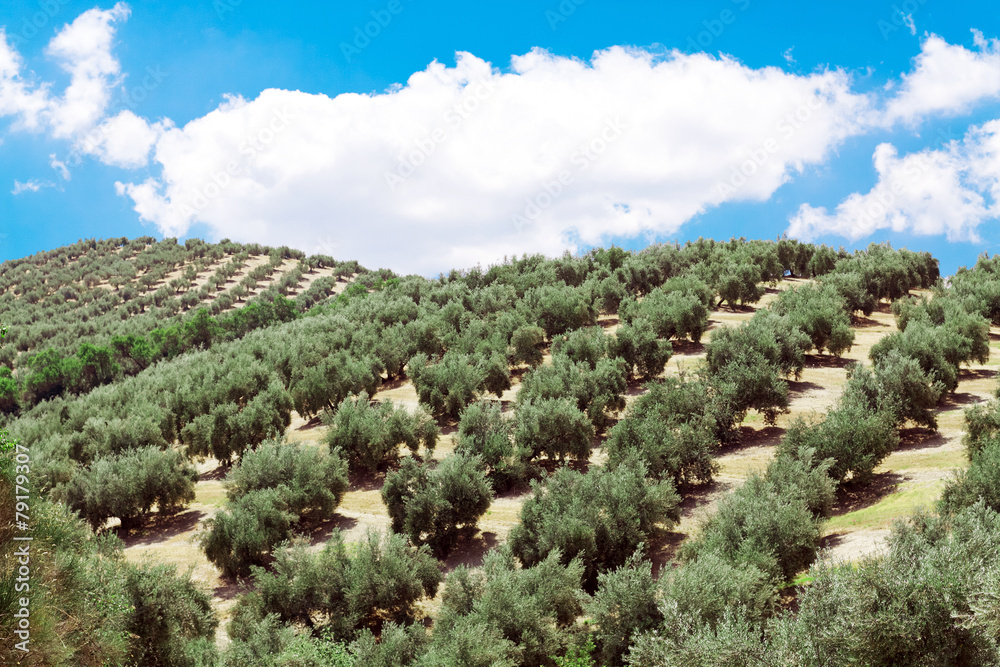 Young olive trees Young olive trees