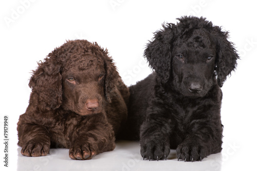 Fototapeta Naklejka Na Ścianę i Meble -  two curly coated retriever puppies