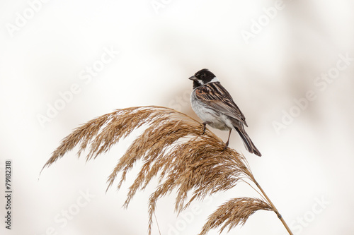 Reed Bunting (Emberiza schoeniclus, Schoeniclus schoeniclus). photo