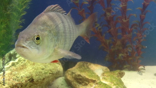 The video shows Fish-Perch (Perca fluviatilis) clous up photo