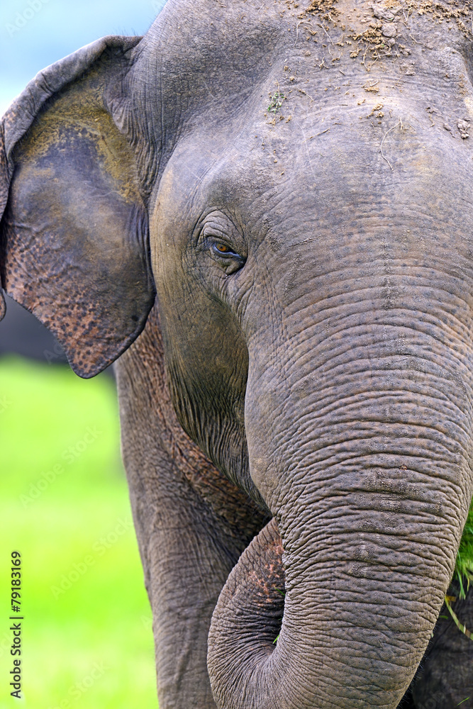 Elephant Elephant