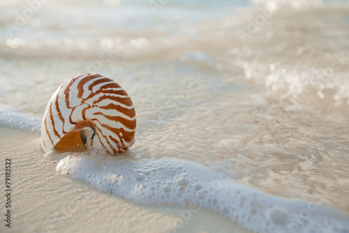 nautilus shell on white beach sand, against sea waves