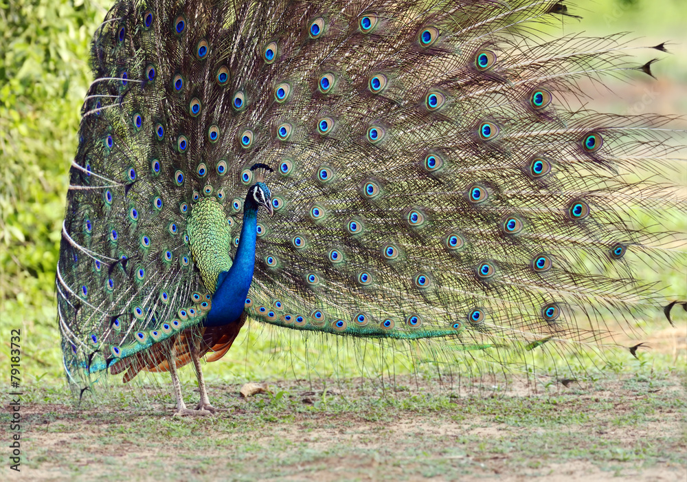 Peacock