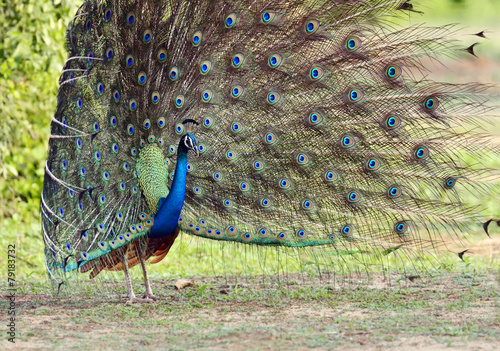 Obraz na płótnie Peacock w salonie