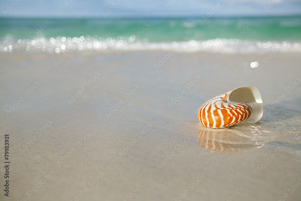 Obraz premium nautilus shell on white beach sand, against sea waves