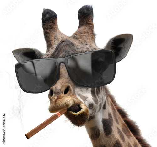 Quadro em tela Giraffe with cool sunglasses smoking a cuban cigar like a boss