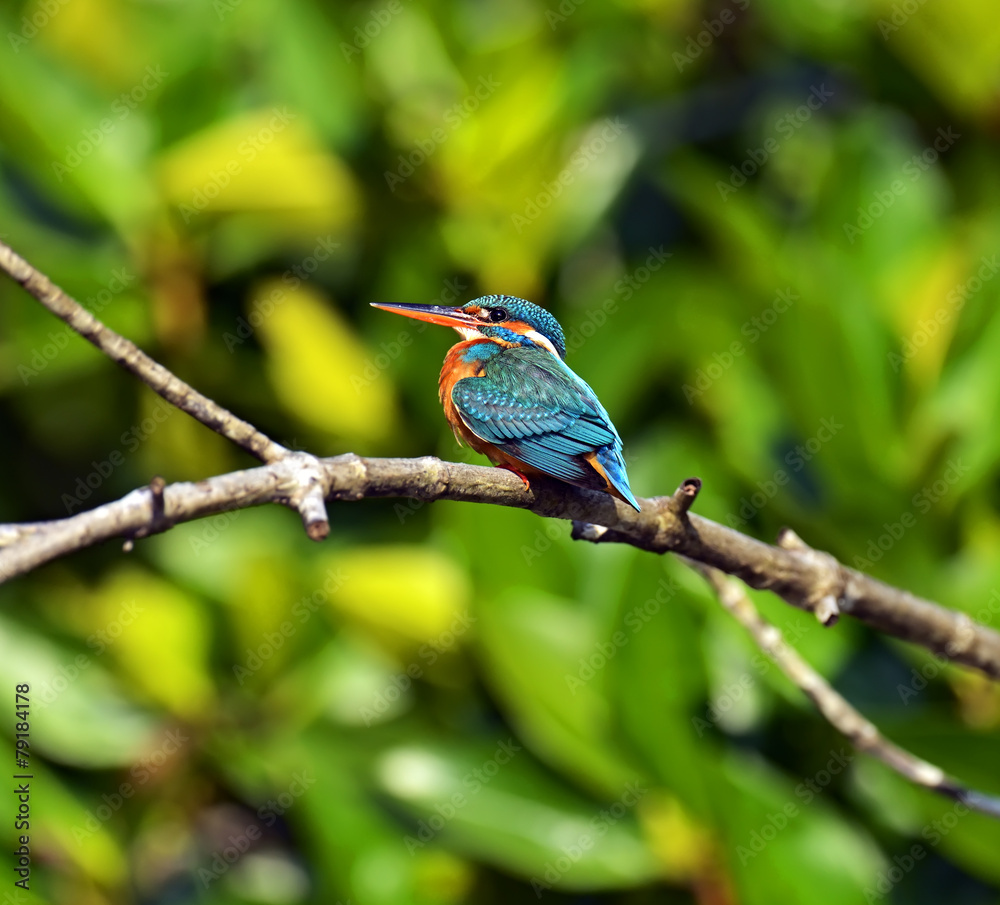 Kingfisher Kingfisher