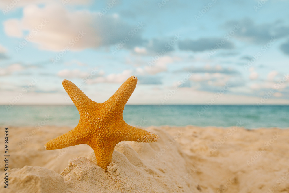 starfish on golden sand beach with waves in soft sunset light starfish on golden sand beach with waves in soft sunset light