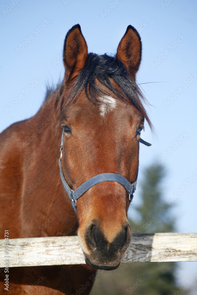 Close-up of a bay saddle horse in winter corral rural scene Close-up of a bay saddle horse in winter corral rural scene