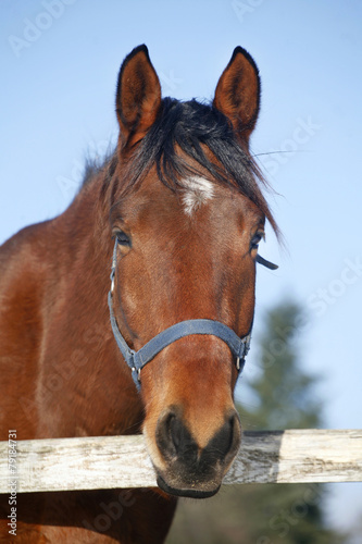 Close-up of a bay saddle horse in winter corral rural scene © acceptfoto