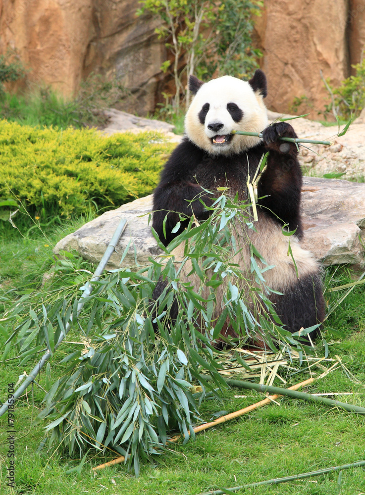 Fototapeta premium Giant panda eating bamboo leaf
