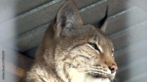 The video shows Mammals-Lynx (Lynx lunx) clous up photo