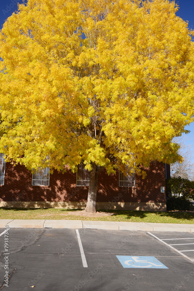 Obraz premium yellow tree