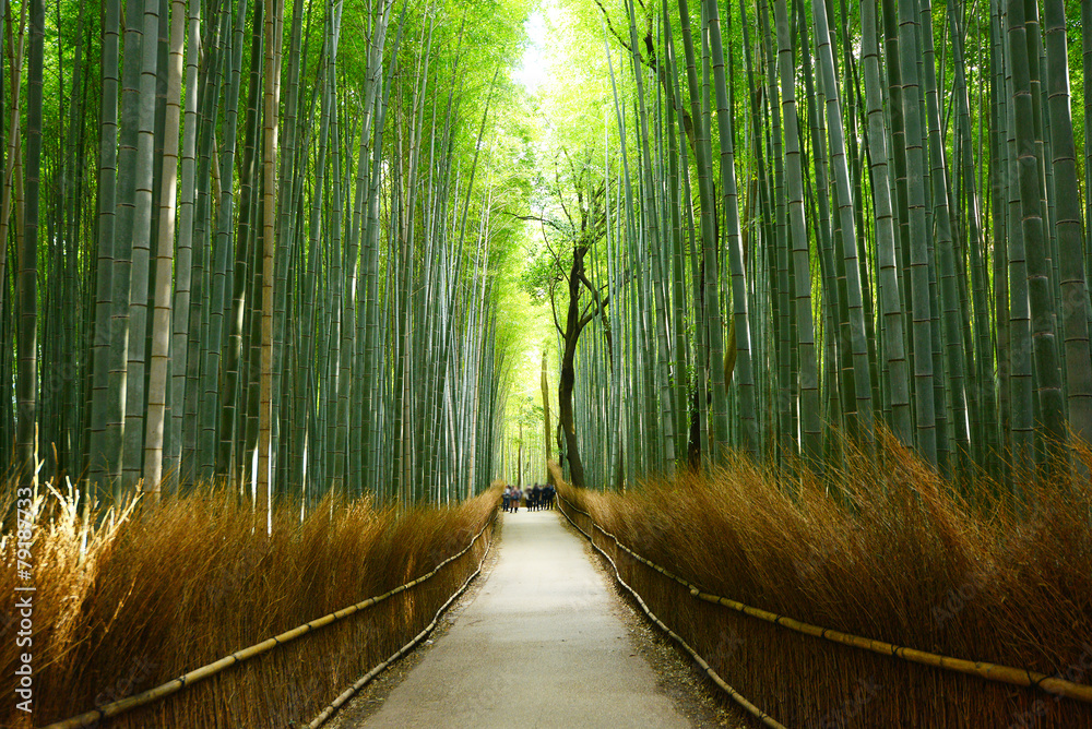Fototapeta premium bamboo groove