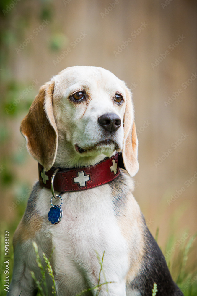 Aufmerksamer Beagle