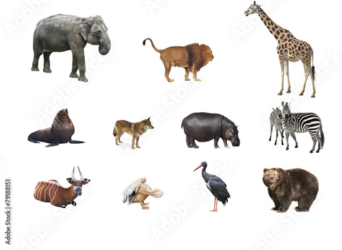 A collage of wild animals