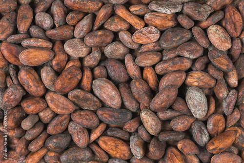 raw cocoa or cacao beans