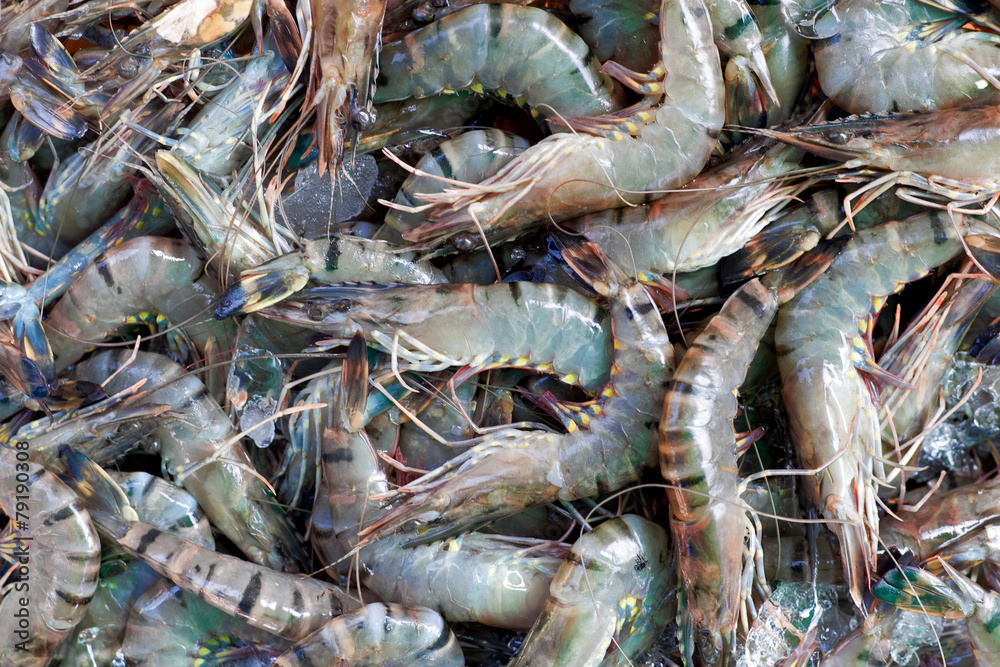 Obraz premium raw shrimps