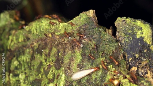 Trail of army ants (Eciton sp.) in the rainforest, Ecuador photo