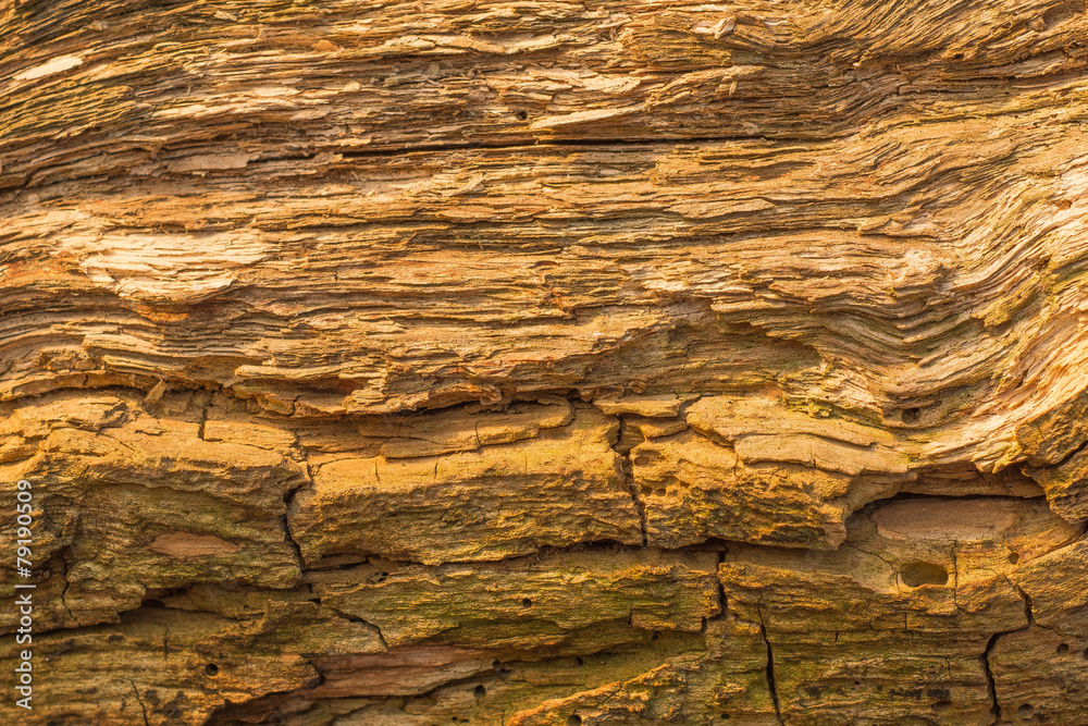 Wooden old texture