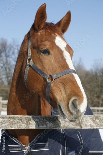 Side view portrait of a beautiful young chestnut horse