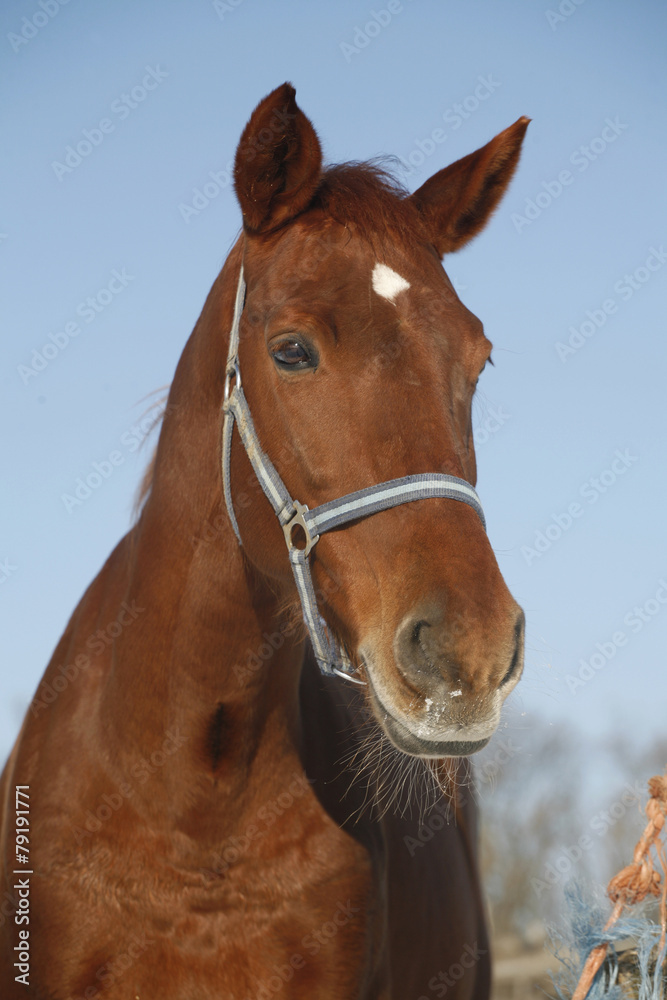 Fototapeta premium Zbliżenie gniadego konia w zagrodzie zimowej