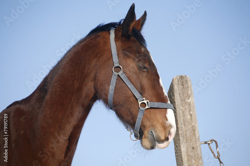 Headshot of a young chestnut stallion