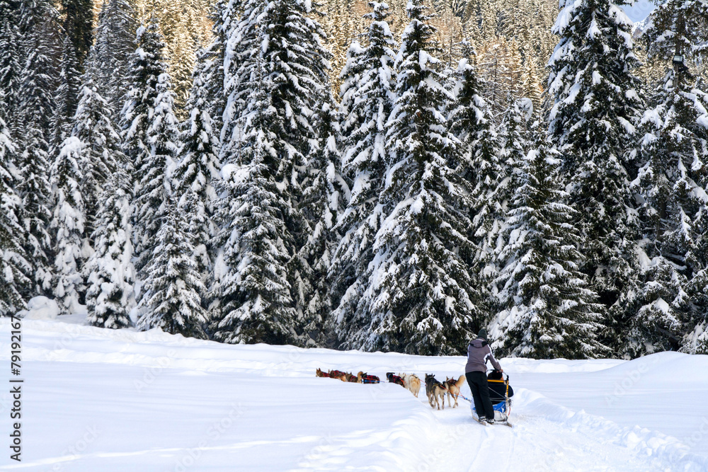 Dog sledding in the wood - Dolomiti