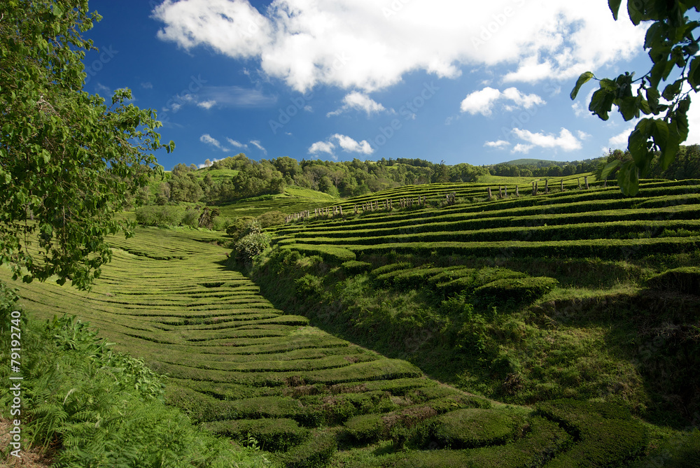 A tea plantation in Sao Miguel, the main island in the Azores