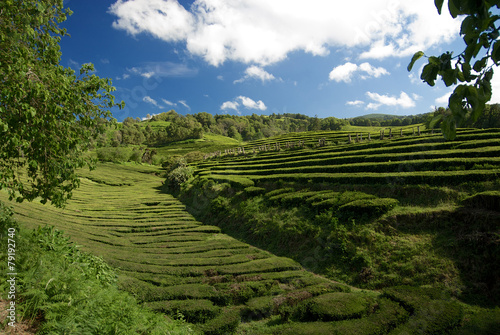 A tea plantation in Sao Miguel, the main island in the Azores