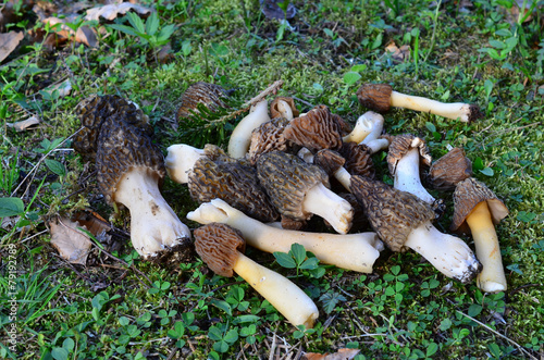 Fresh morel mushrooms