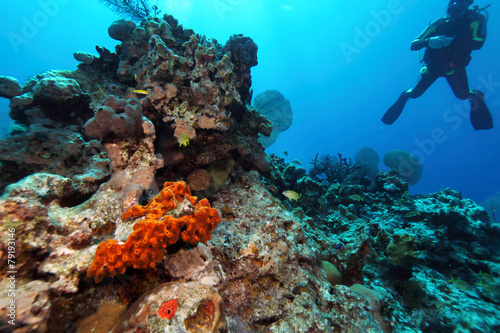 Photography Giant Moray Eel and Scuba Diver
