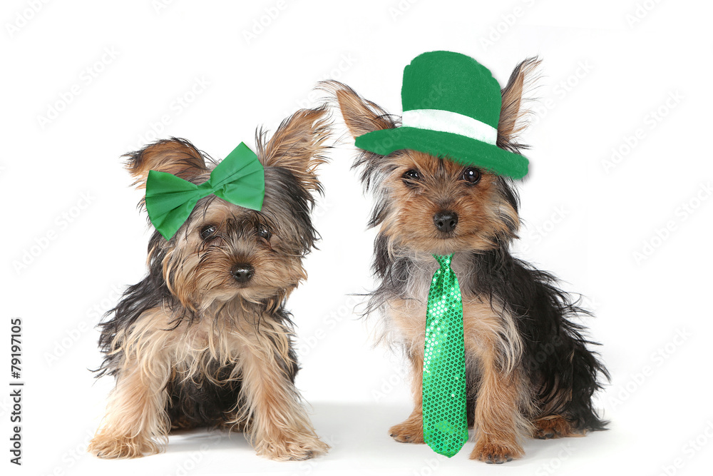 top hat yorkies