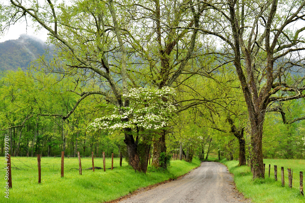 Spring along a dirt road in Cades Cove. Spring along a dirt road in Cades Cove.