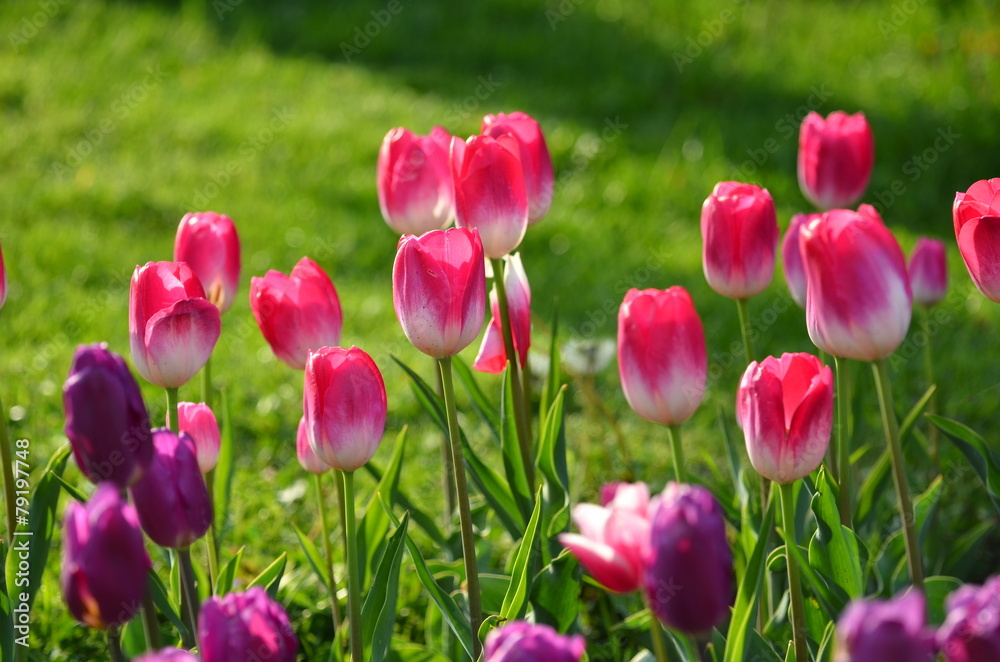 Pink tulips in a garden