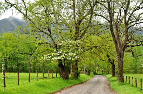 Spring along a dirt road in Cades Cove.