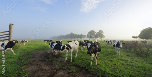 Foggy morning Brundee dairy pastures