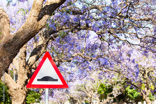 Triangular road sign warning of speed bump against purple jacara photo