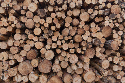 stacked logs  trees  lumber  - background